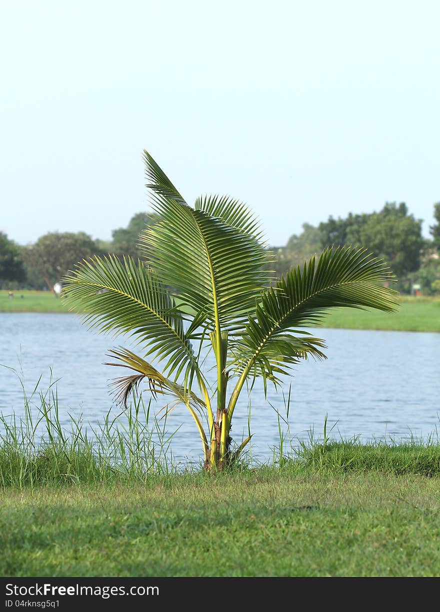 Young coconut tree in the park