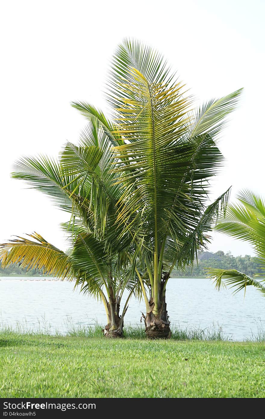 Young coconut tree in the park