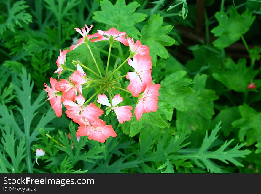 Beautiful pink flower in the garden