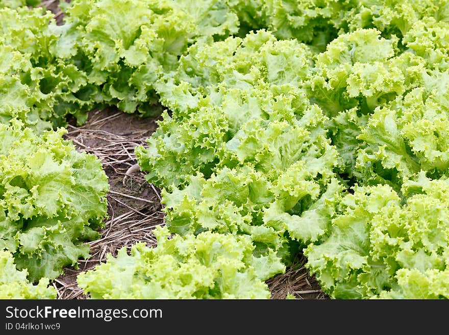 Field of green fresh lettuce growing at a farm