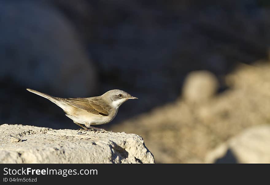 Lesser whitethroat is perching on a piece of rock