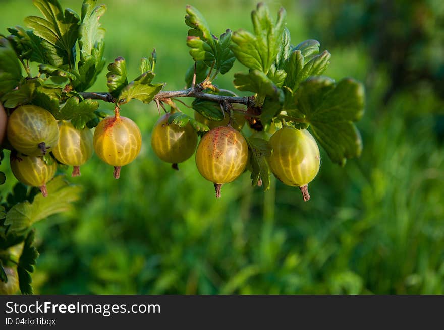 Polish gooseberry on natural eco background