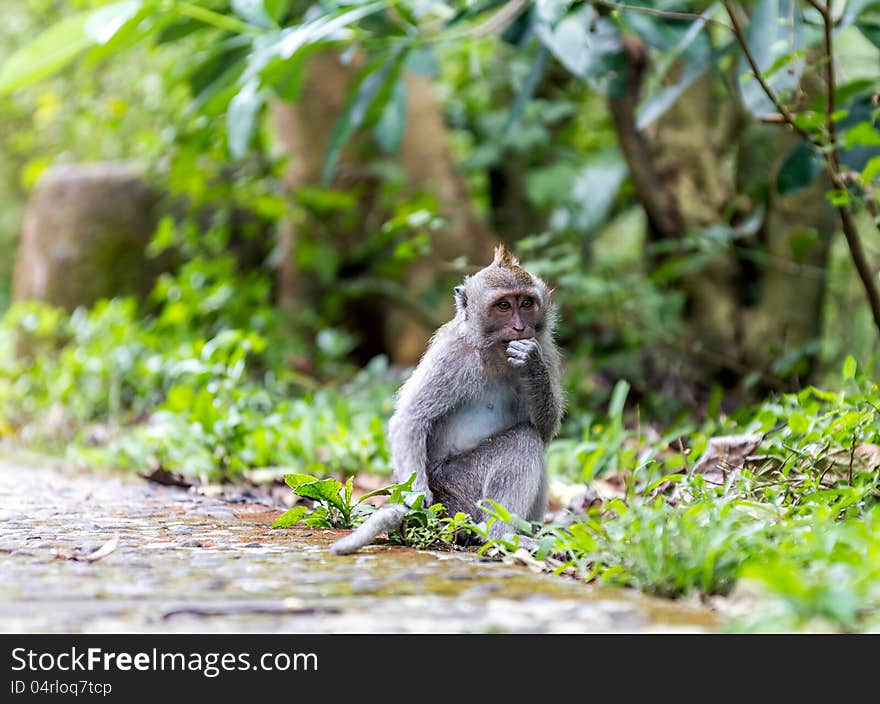 Monkey In Nature, Ubud Forest, Bali