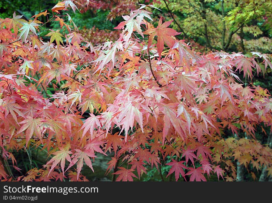 Red colored Maple tree in fall. Red colored Maple tree in fall