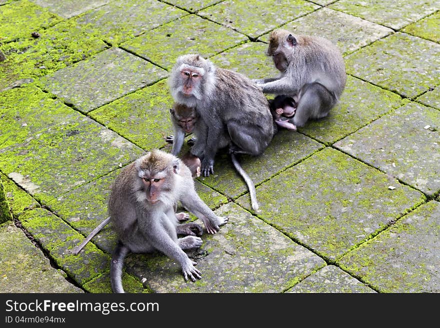 Monkey family at sacred monkey forest Ubud Bali Indonesia