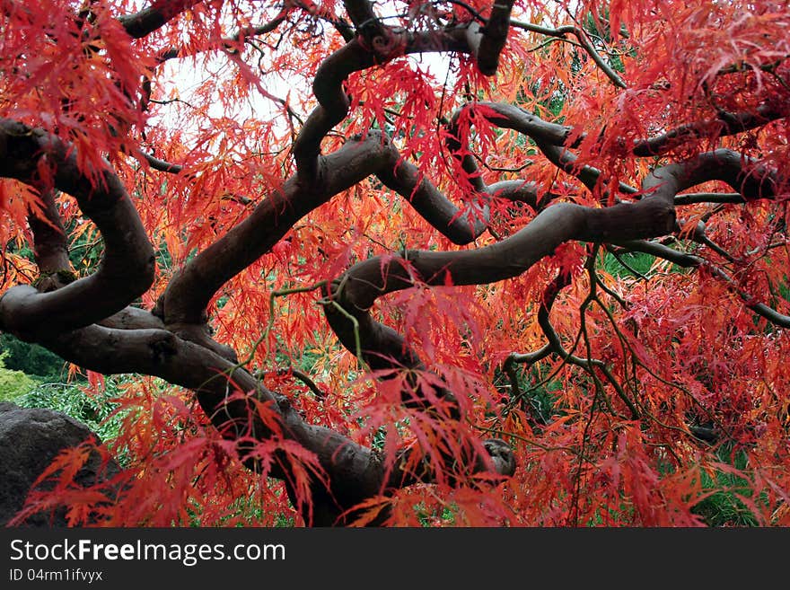 Red colored Maple tree in fall. Red colored Maple tree in fall