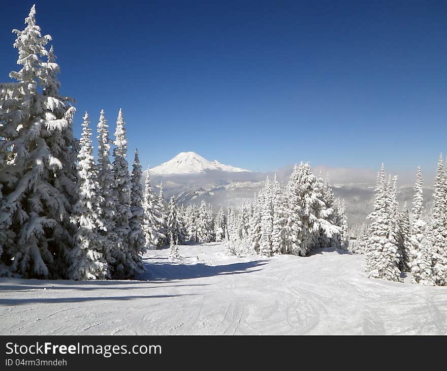 Snow covered trees on the mountain. Snow covered trees on the mountain