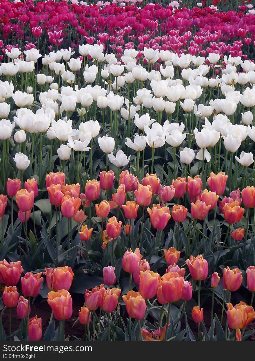 Beautiful tulips in a farm. Beautiful tulips in a farm