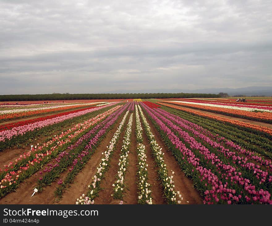 Beautiful tulips in a farm. Beautiful tulips in a farm