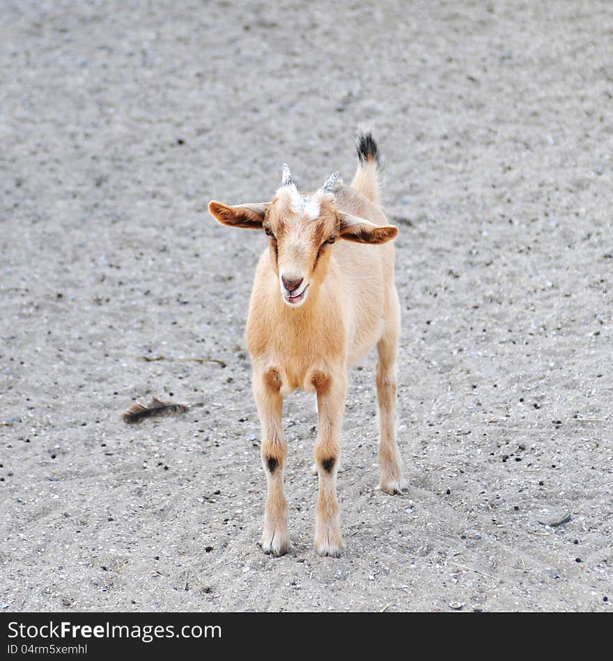 Beige goat with big ears standing and looking at camera. Beige goat with big ears standing and looking at camera