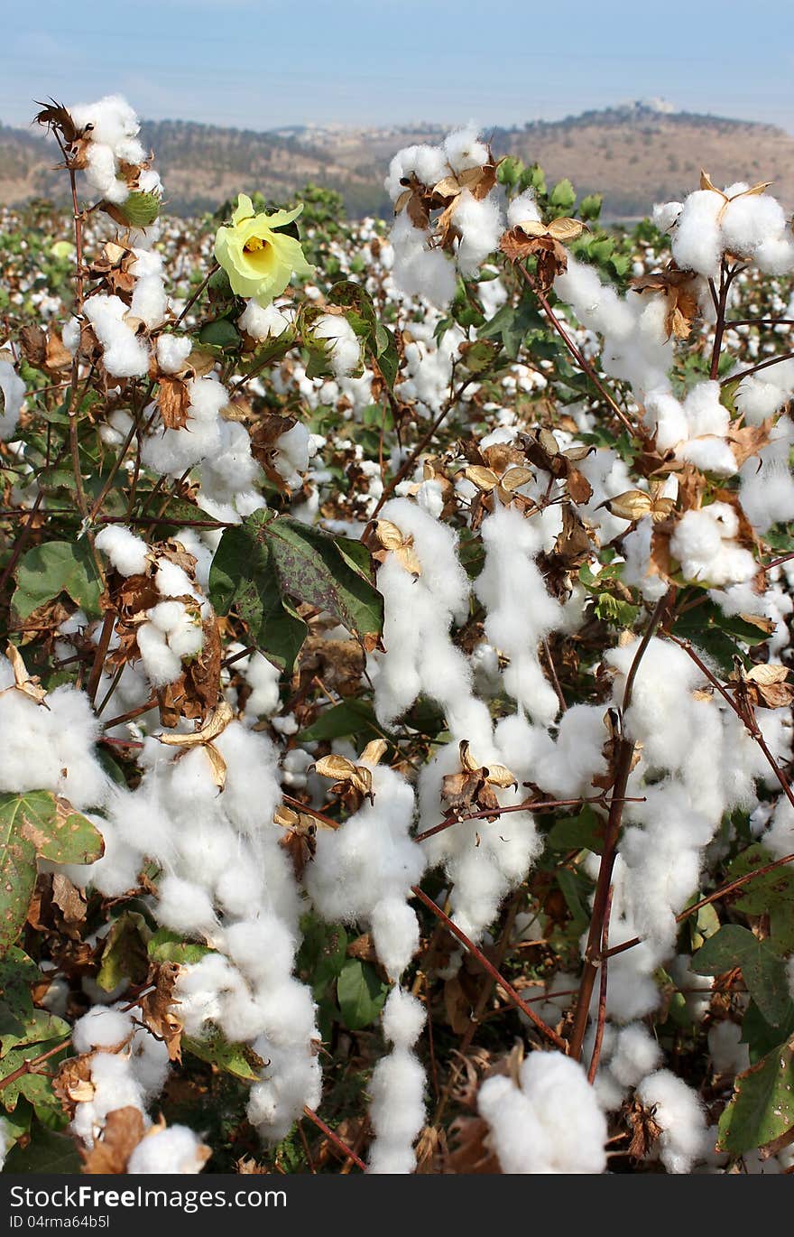 Cotton fields white with ripe cotton ready for harvesting. Cotton fields white with ripe cotton ready for harvesting