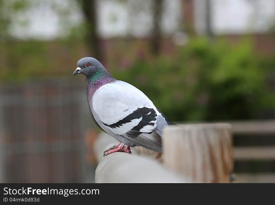 Common Pigeon on a wooden Fence