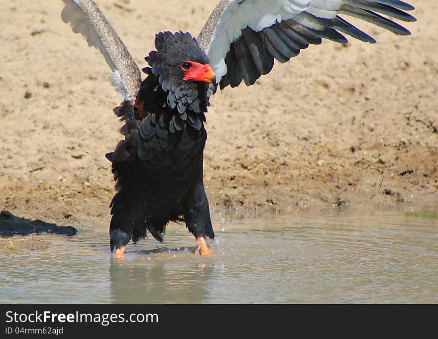 An adult Bateleur Eagle at a watering hole in Namibia, Africa. An amazing show of dominance over younger eagles at the watering hole. An adult Bateleur Eagle at a watering hole in Namibia, Africa. An amazing show of dominance over younger eagles at the watering hole.