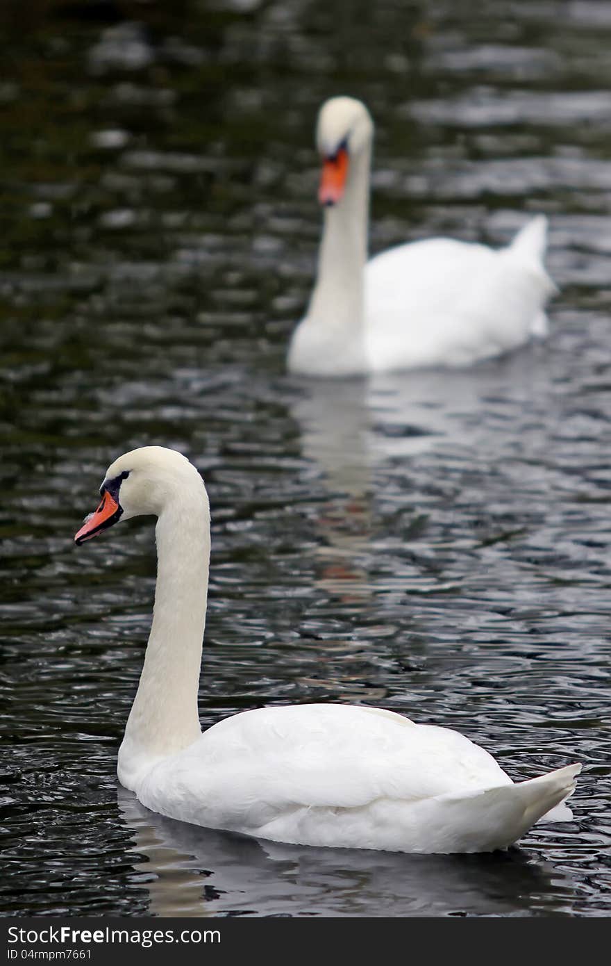 Swans on the lake with black water background