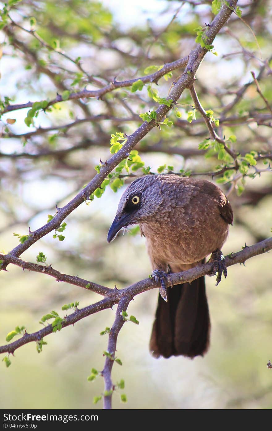 An adult Black-faced Babbler in a thorn tree at a watering hole on a game ranch in Namibia, Africa. An adult Black-faced Babbler in a thorn tree at a watering hole on a game ranch in Namibia, Africa.