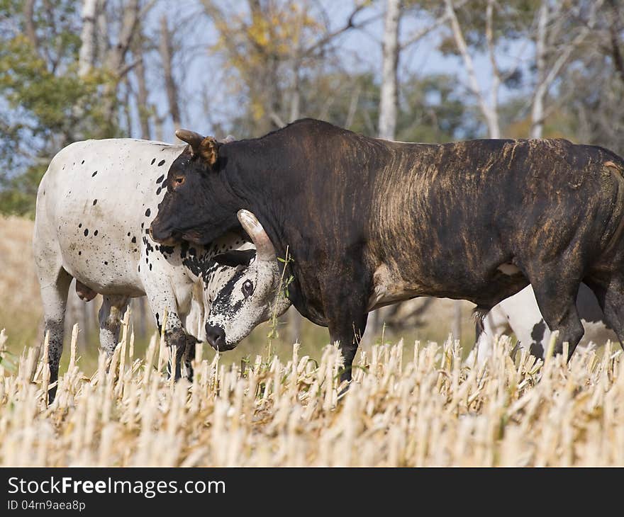 Two large mean bulls fighting in a field