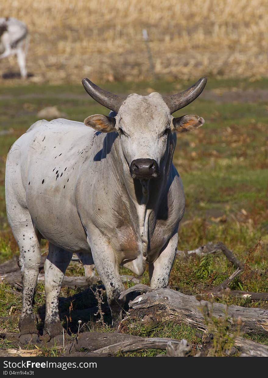 Large Angry Bull in a pasture. Large Angry Bull in a pasture