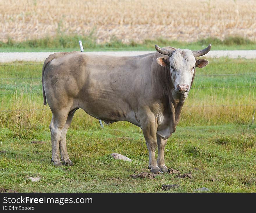 Large Bull in a Pasture