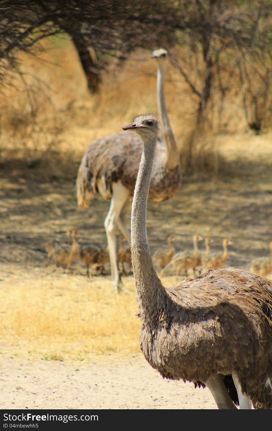 A clutch of Ostrich chicks, with their mothers, walking towards a watering hole. Photo taken on a game ranch in Namibia, Africa. A clutch of Ostrich chicks, with their mothers, walking towards a watering hole. Photo taken on a game ranch in Namibia, Africa.