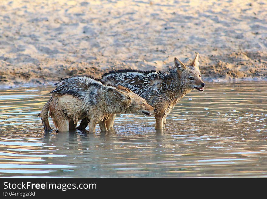 Adult Black-backed Jackals having a growl at each other at a watering hole on a game ranch in Namibia, Africa. Adult Black-backed Jackals having a growl at each other at a watering hole on a game ranch in Namibia, Africa.