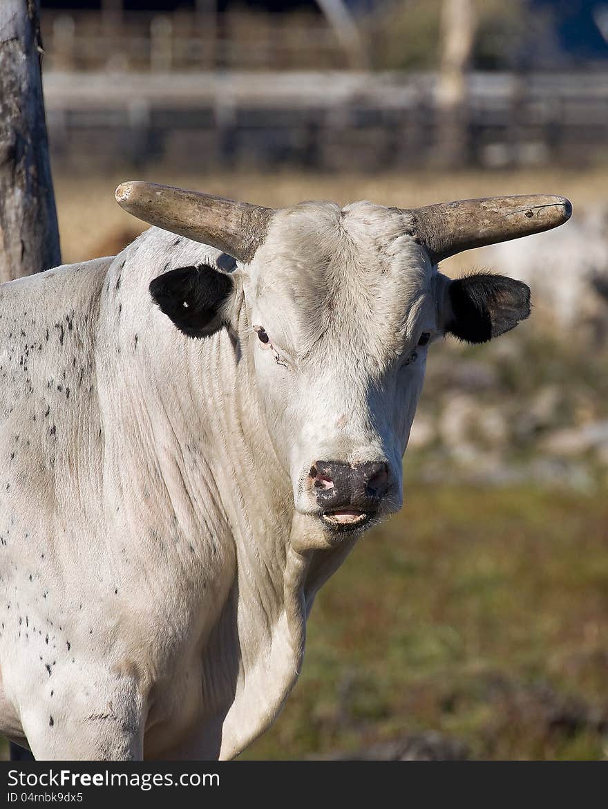 A Big Bull staring at you