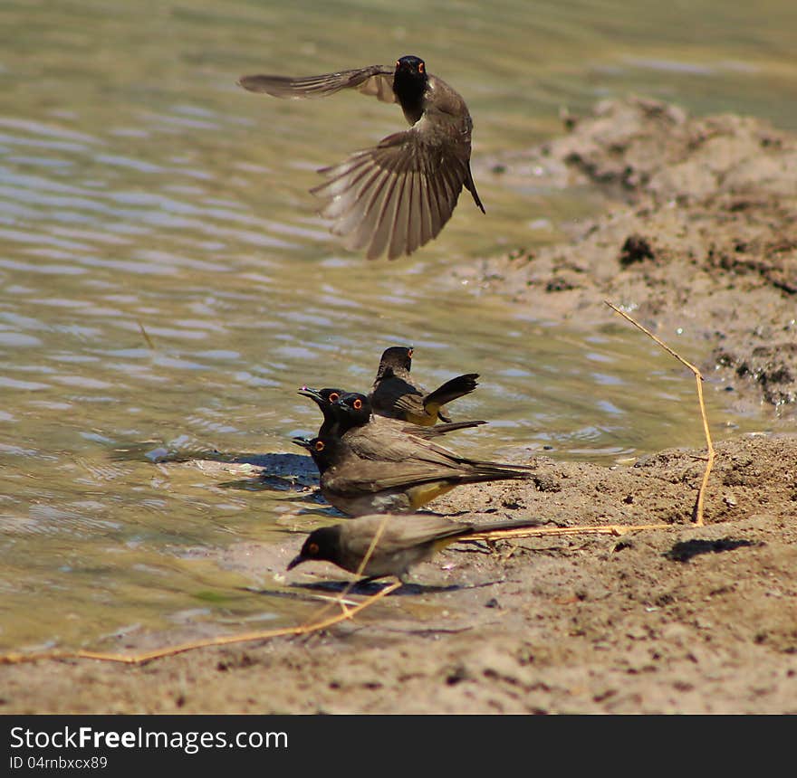 African Redeyed Bulbuls leaning in to drink water, on a game ranch in Namibia, Africa. African Redeyed Bulbuls leaning in to drink water, on a game ranch in Namibia, Africa.