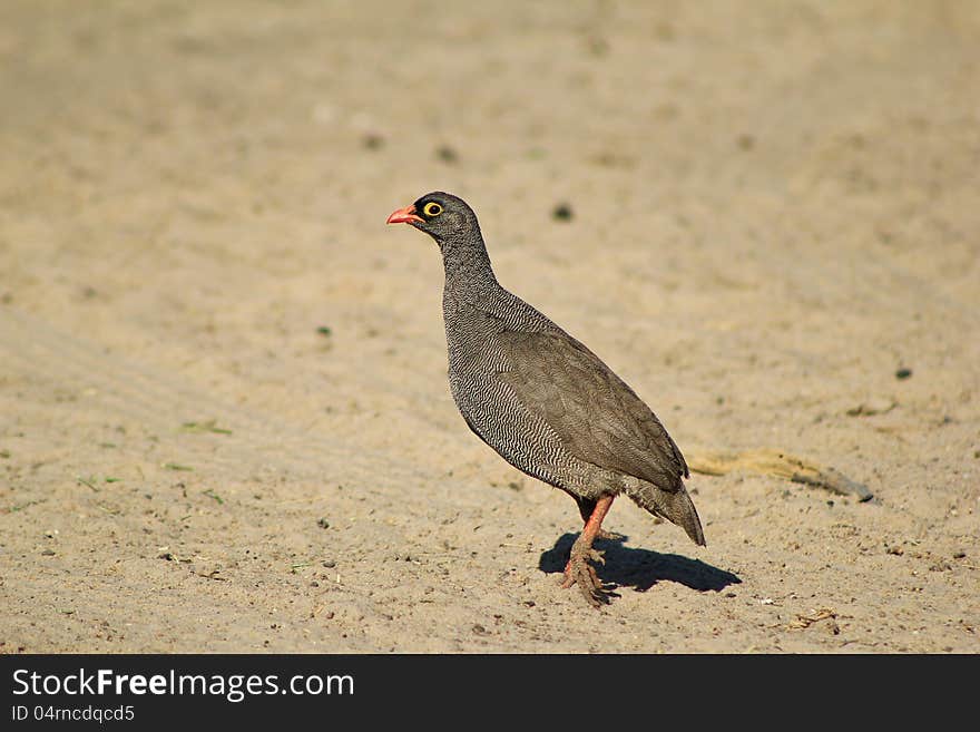 A Red-billed Francolin at a watering hole on a game ranch in Namibia, Africa. A Red-billed Francolin at a watering hole on a game ranch in Namibia, Africa.