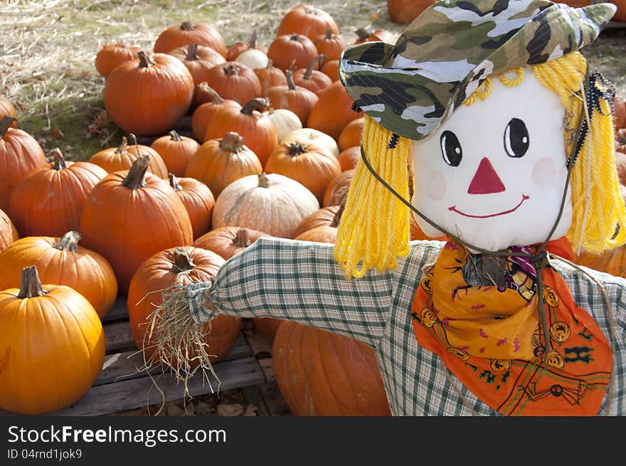 A cute Halloween scarecrow guards a pumpkin patch. A cute Halloween scarecrow guards a pumpkin patch.