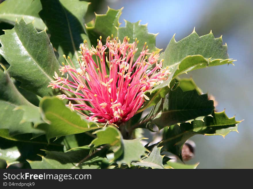 The dainty red blooms of the West Australian Banksia Ilicifolia or Holly leafed banksia which is distributed in the south west of Western Australia provide food for birds and bees in the native bush lands and forests. The dainty red blooms of the West Australian Banksia Ilicifolia or Holly leafed banksia which is distributed in the south west of Western Australia provide food for birds and bees in the native bush lands and forests.