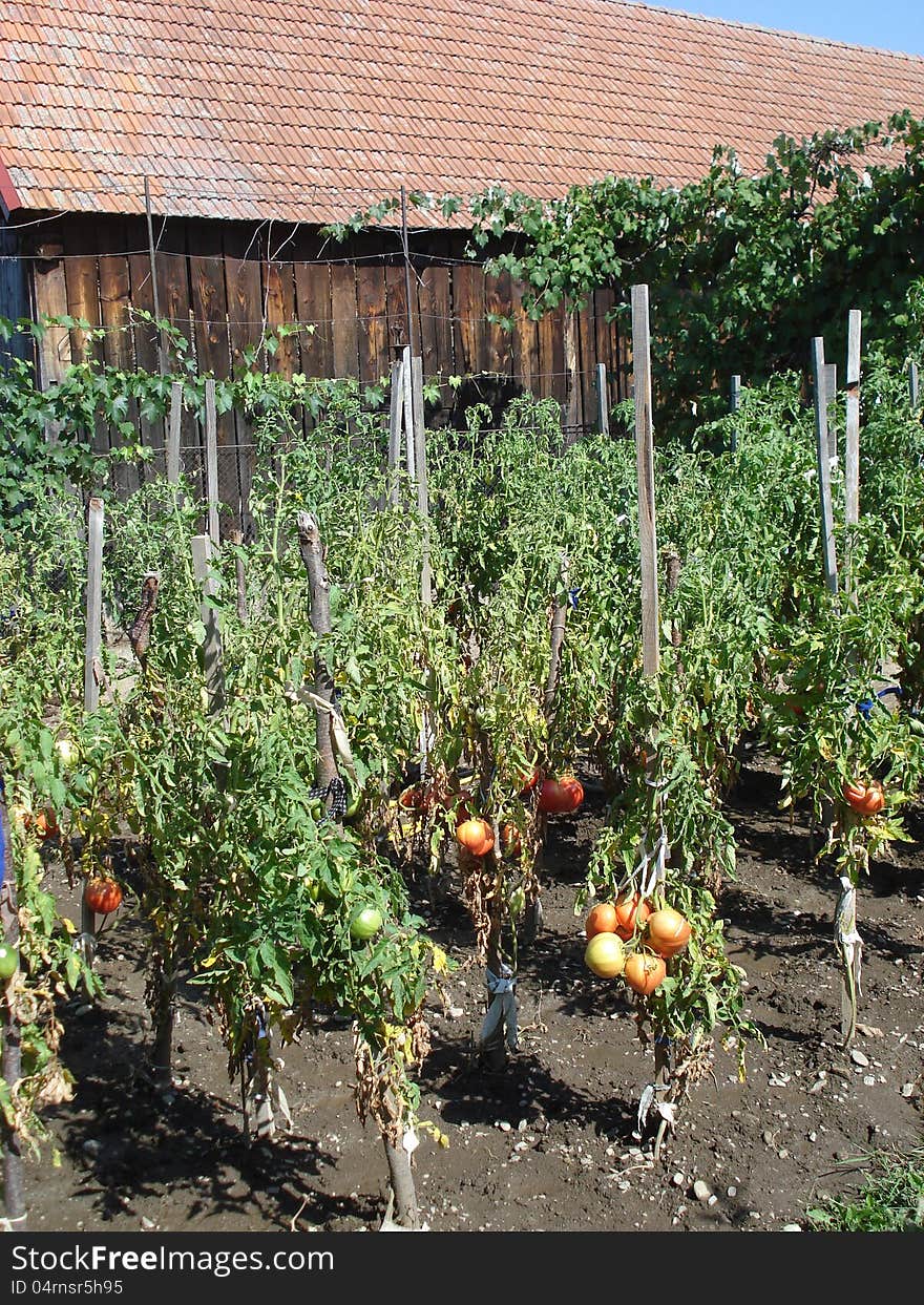 Tomatoes Garden