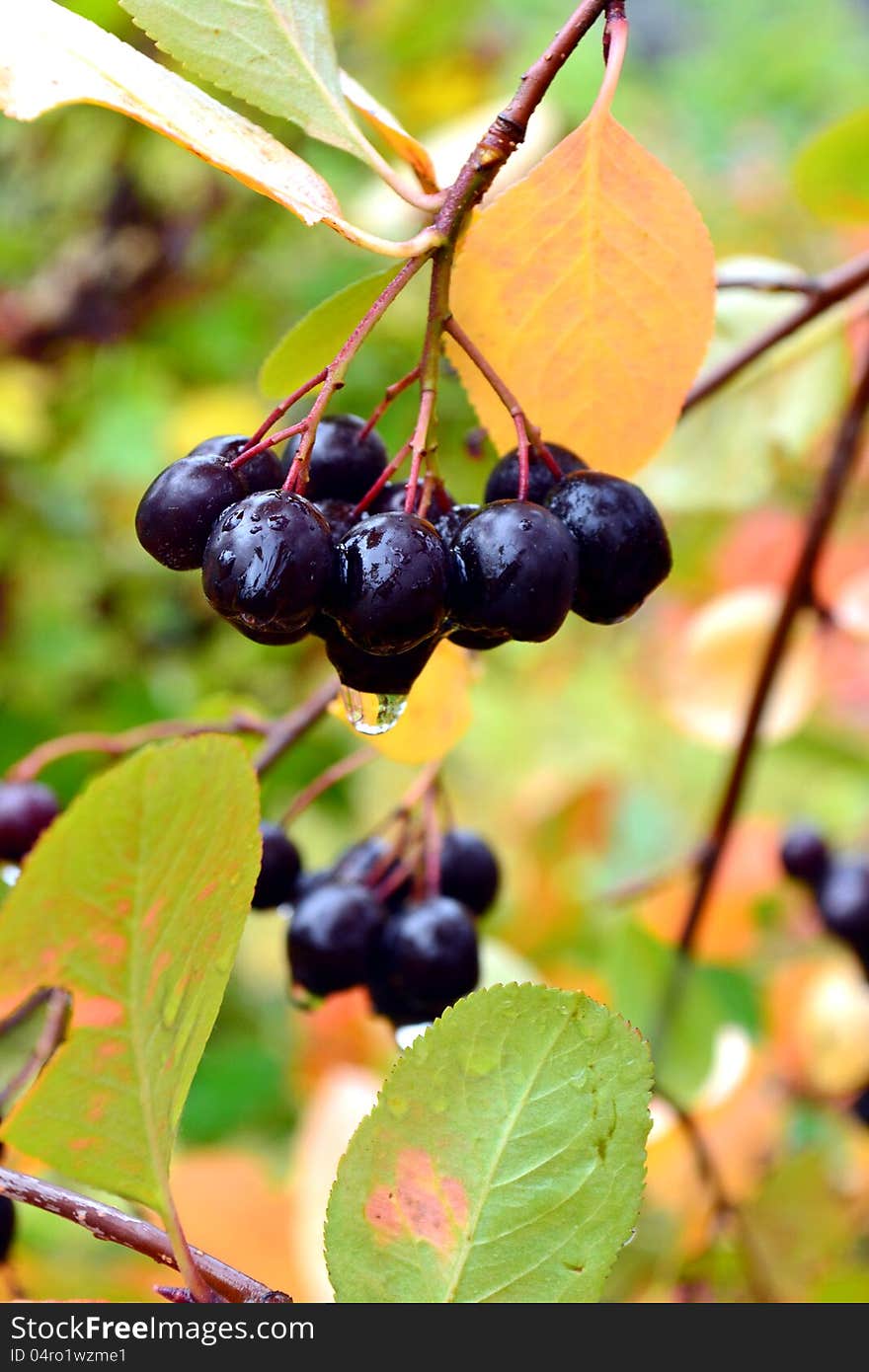 Black Chokeberries (Aronia) on bush in garden. Black Chokeberries (Aronia) on bush in garden