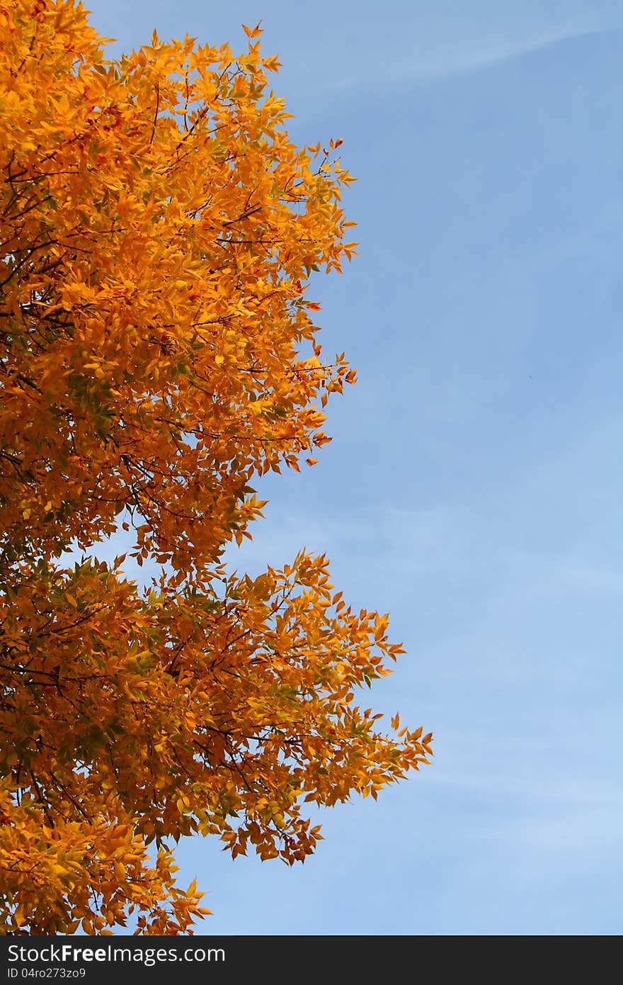 Orange ash tree at autumn with a blue sky background.