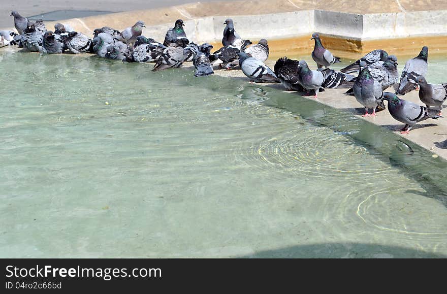 Pigeons bathe in the fountain. Pigeons bathe in the fountain