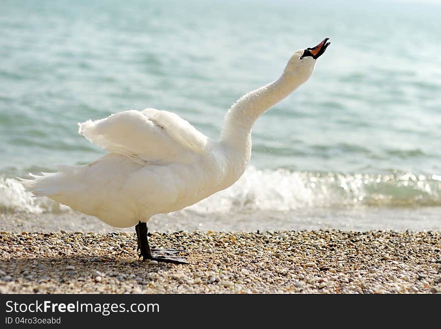 Beautiful white swan standing on the shore of Lake