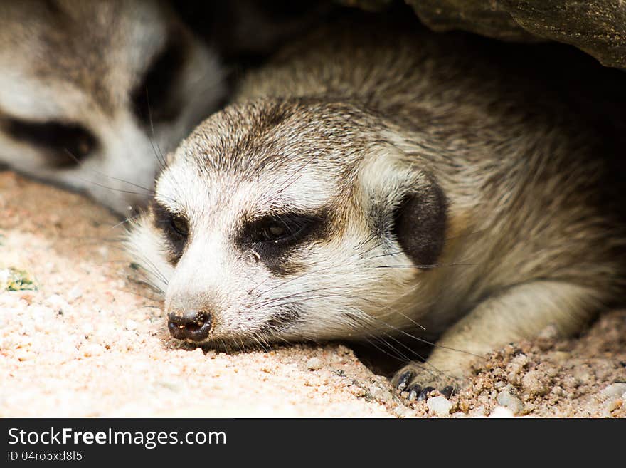 Two meerkat or suricate (Suricata suricatta) sleep under the rock