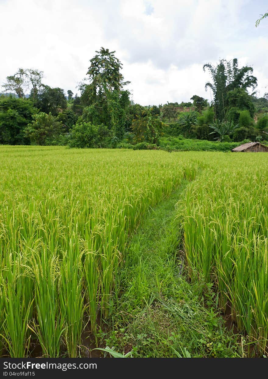 Rice field