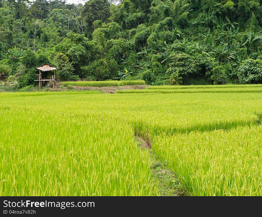 Rice field