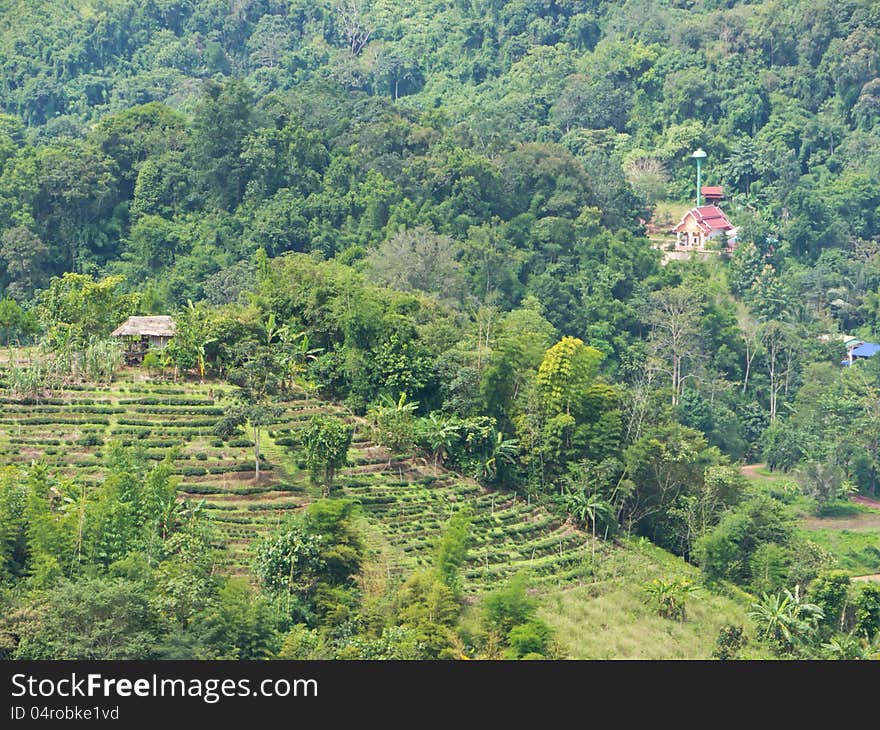 Agriculture on mountain