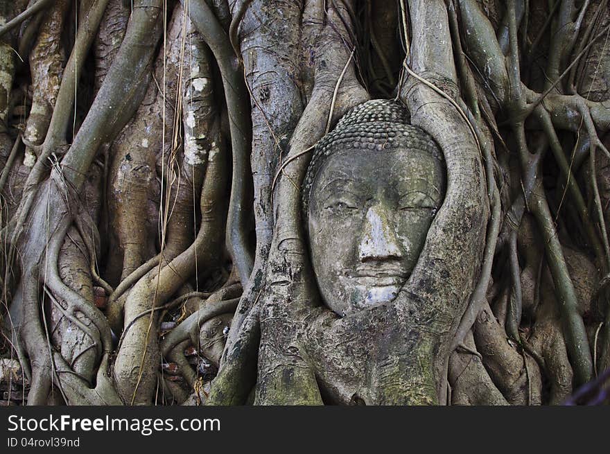 Buddha's head inside a tree. Buddha's head inside a tree