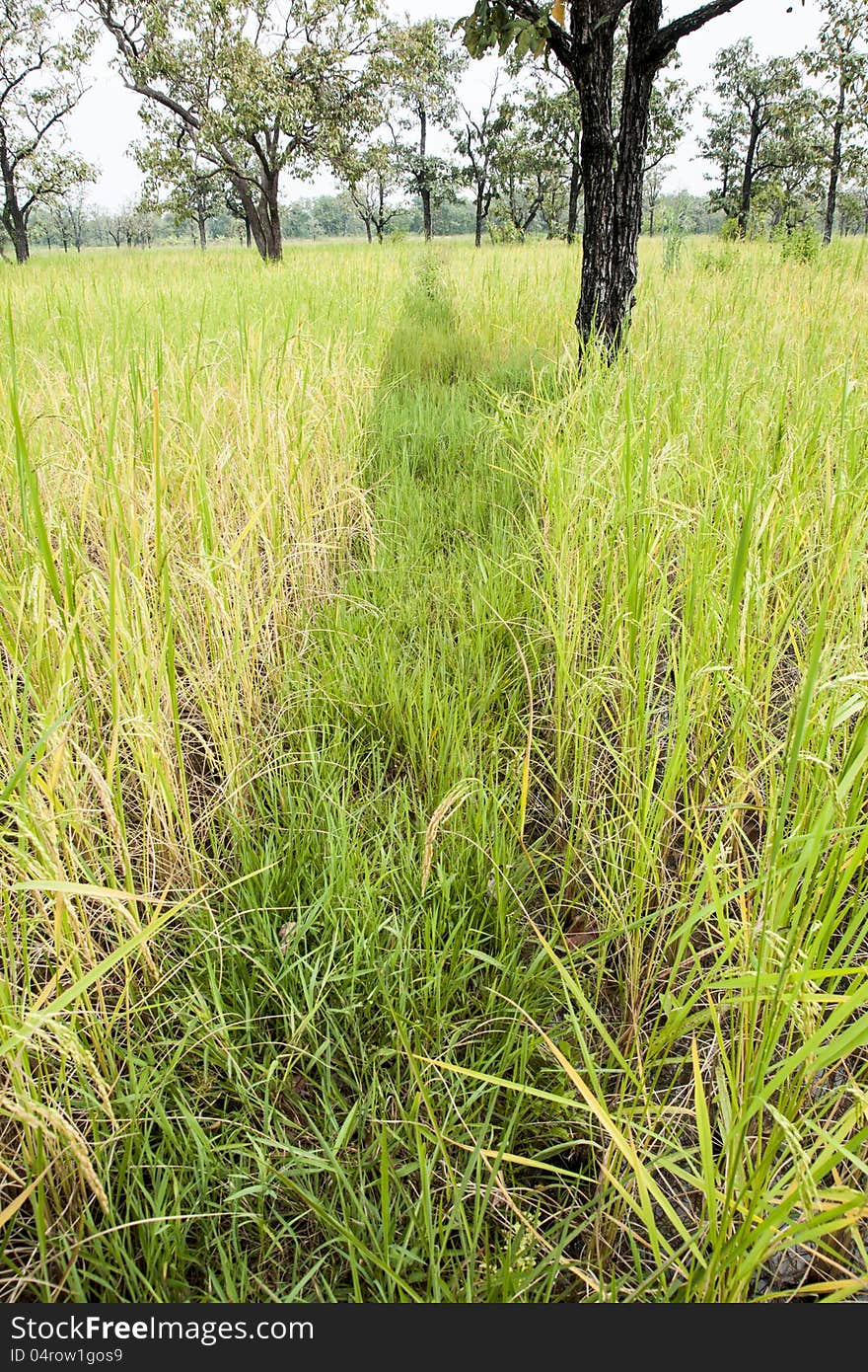 Paddy Rice Field