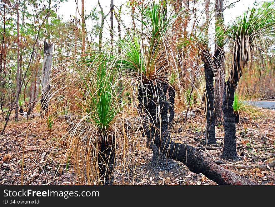 Lots of native Grass Trees of Australia that grow wild in the bushland. These are showing the very burned trunks and dry dead leaves from a recent bushfire that went through a couple of weeks ago. The botanical name for these plants is Xanthorrhoea and they are commonly known as Black Boys. Lots of native Grass Trees of Australia that grow wild in the bushland. These are showing the very burned trunks and dry dead leaves from a recent bushfire that went through a couple of weeks ago. The botanical name for these plants is Xanthorrhoea and they are commonly known as Black Boys.