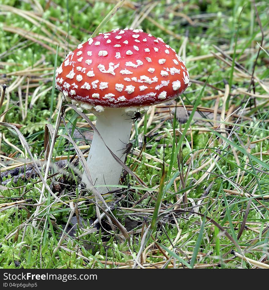 Close-up of fly agaric mushroom in a forest