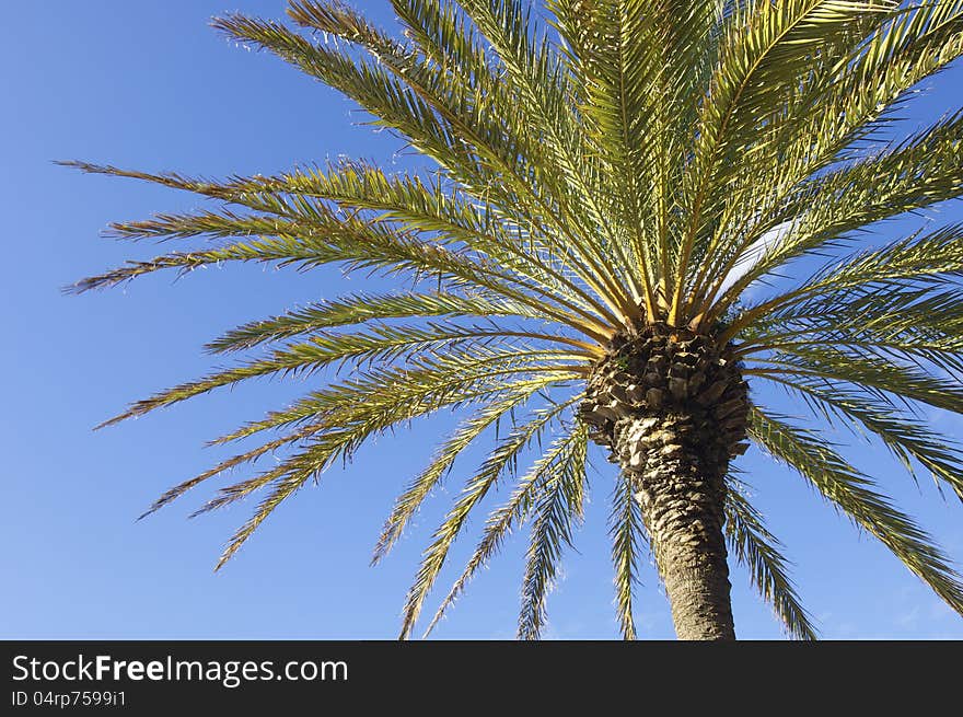 Big palm against a clear sky full