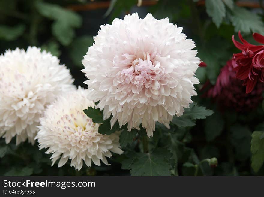 China's hubei a chrysanthemum exhibition when the shooting. China's hubei a chrysanthemum exhibition when the shooting