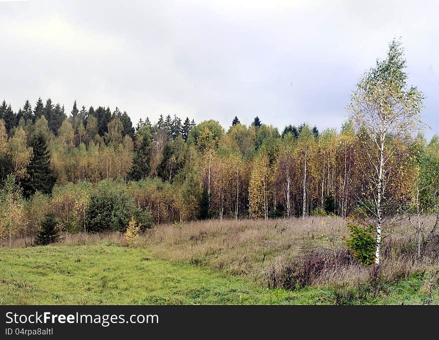 Birch forest in autumn.