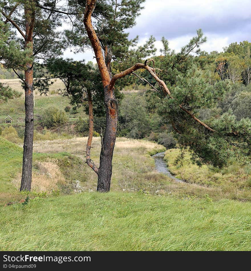 Birch forest in autumn. Countryside of Lithuania.