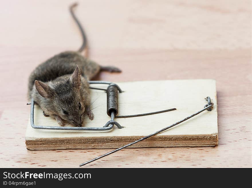 Dead mouse in a mousetrap