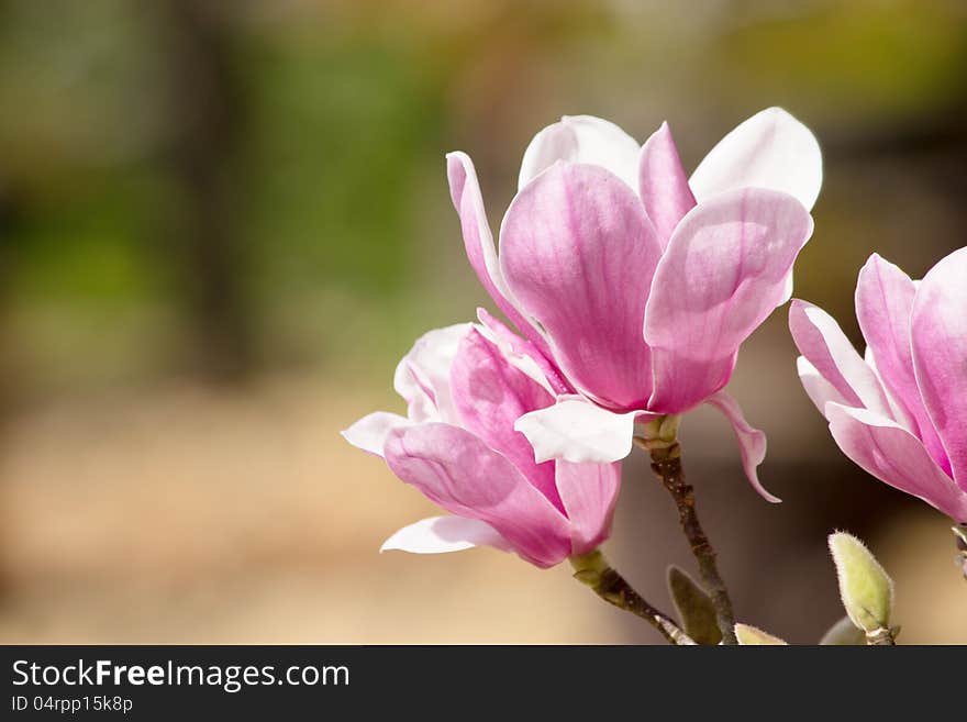 Magnolia flower02