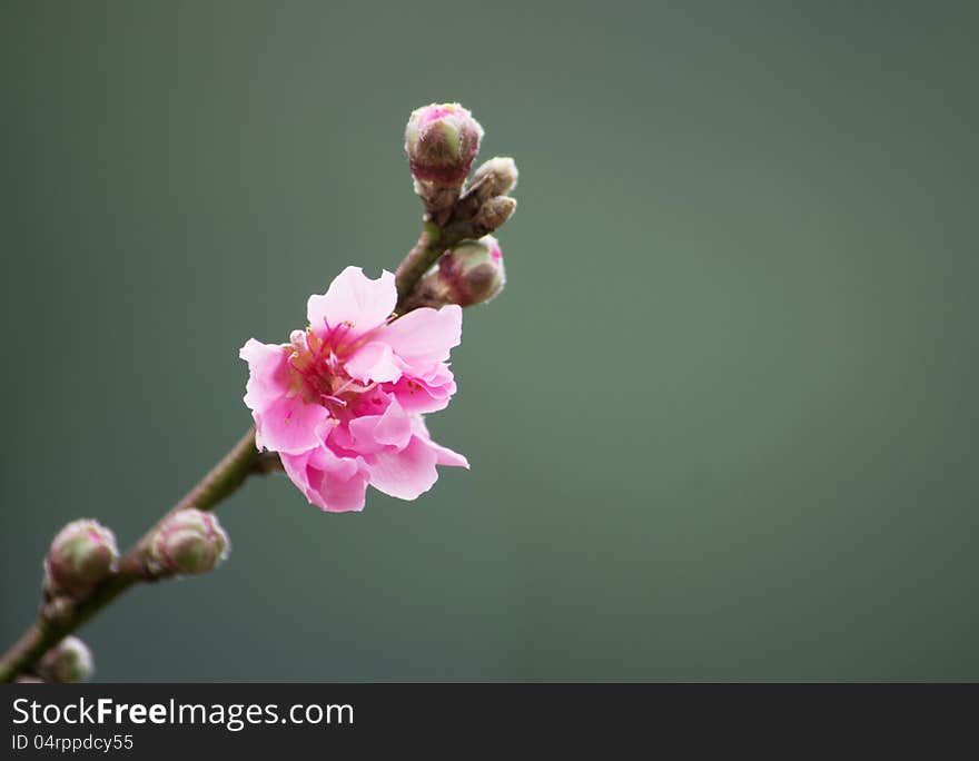 Plum blossom