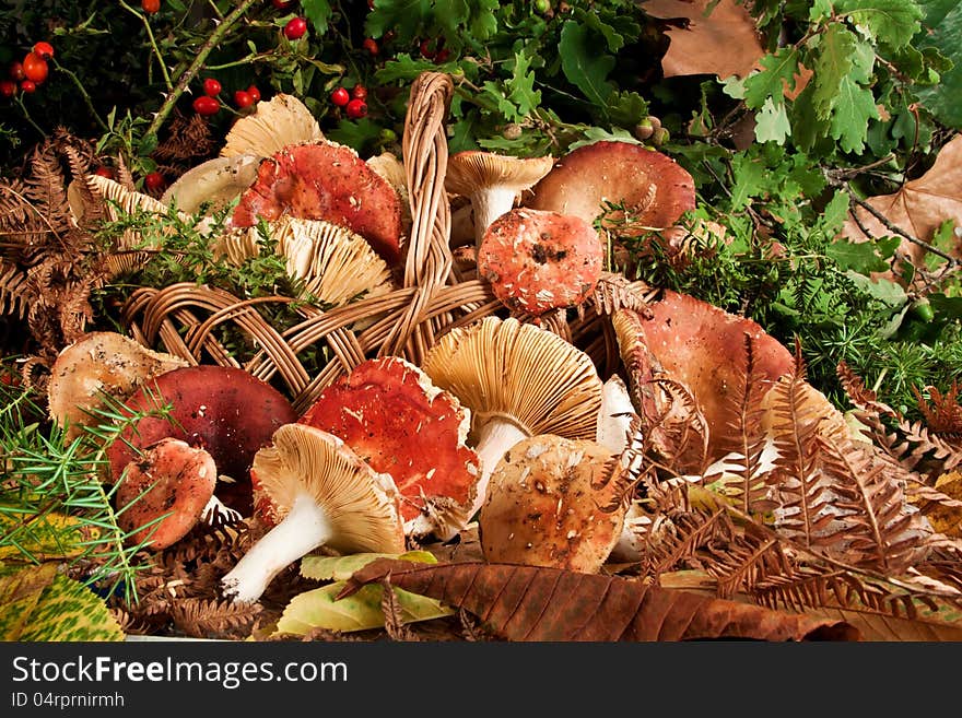 Basket with mushrooms on wooden table